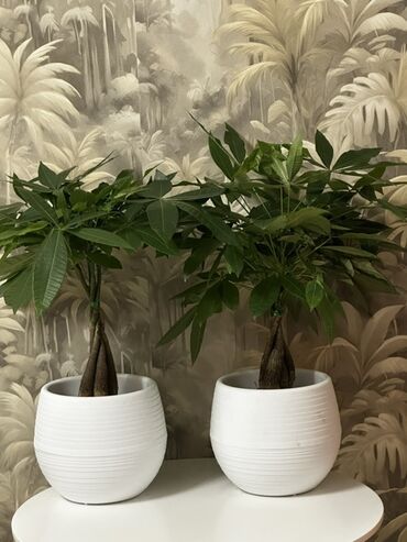хоз инструменты: 🌱 Пахира – 55-60 см 🌱 Кооз жана бакыт алып келчү өсүмдүк катары