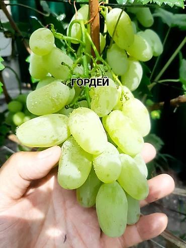 Виноград: НОВИНКИ СЕЛЕКЦИИ ВИНОГРАДА ПРЕМИАЛЬНОГО УРОВНЯ ! ДОМАШНИЙ СЛАДКИЙ — 8