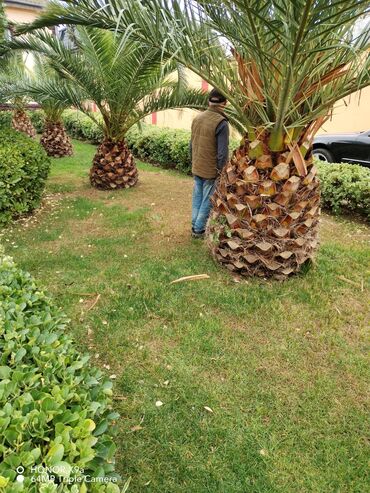 avokado ağacı: Palma agaçlari
danişig yolu ilə