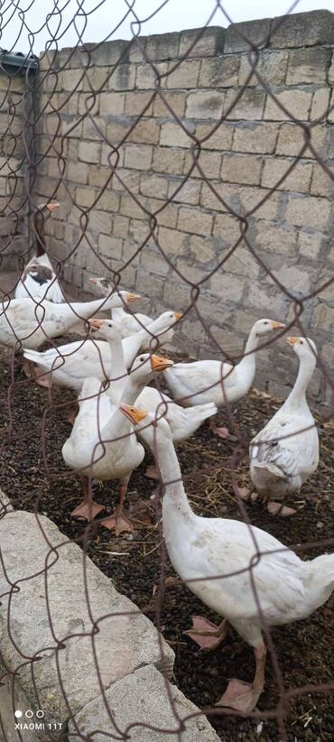sar quşu: 6 edet alti 2 ilik Qazlar- 7edet bu ilki qazlar. 1edet 3 ayliq