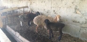 гиссарские матки: Продаю | Овца (самка) | На забой | Кастрированные, Матка, Ярка