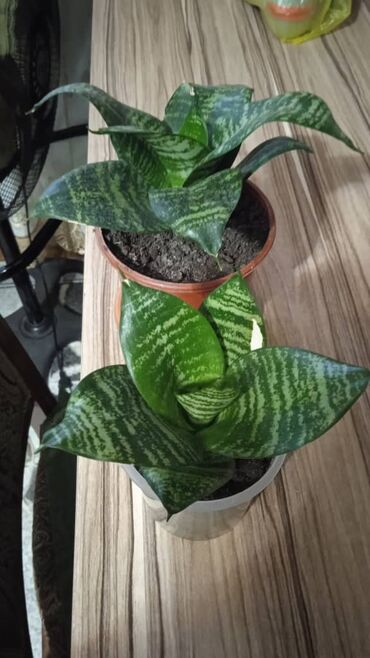 Драцены и Сансевиерии: Разные комнатные растения. Чтобы узнать стоимость конкретного растения at lalafo.kg — 1 Драцены и Сансевиерии: Разные комнатные растения. Чтобы узнать стоимость конкретного растения — 1