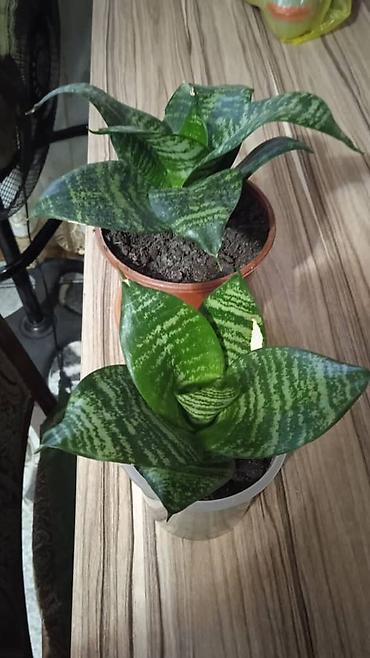 Другие комнатные растения: Разные комнатные растения. Чтобы узнать стоимость конкретного растения at lalafo.kg — 2 Другие комнатные растения: Разные комнатные растения. Чтобы узнать стоимость конкретного растения — 2