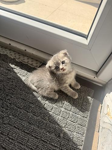 Продажа кошек: Шотландские котята (скоттиш-фолд/скоттиш-страйт), ‼️ срочно помёт из — 2