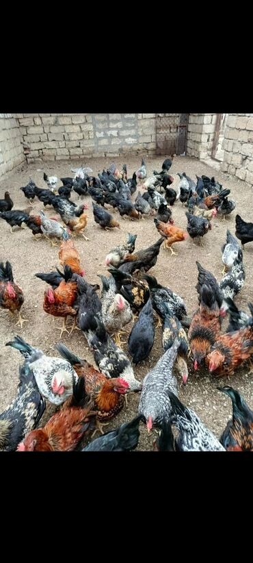 3 yas tortu: Məhsul: Təbii kənd toyuqları və təzə kəsilmiş toyuq əti Təsvir: -