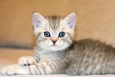 кот батон: Продаются шотландские прямоухие котятаполтора месяцакушаютк