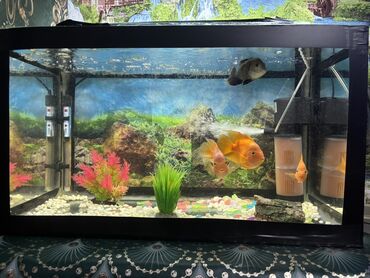 akvarium filter: Dördbucaq akvarium, Balıqlarla birlikdə, 112 l, Ünvandan götürmə