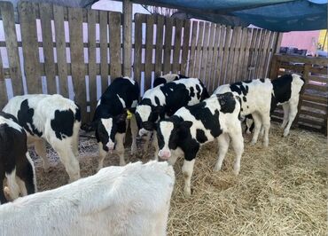 дойных коров: Продаю | Корова (самка), Бык (самец), Тёлка