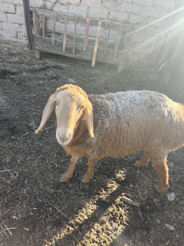 Бараны, овцы: Продаю | Овца (самка) | Для разведения — 6