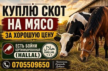 кролик цена: Частное лицо : Коровы, быки, Лошади, кони, | На забой, на мясо — 1