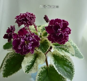 Otaq bitkiləri: 5 — 23