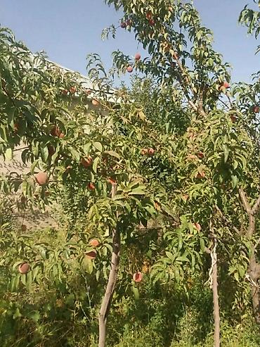 Продажа дач: Дачадан үй сатылат. Кант шаары Интернационал айылынын жанында, суу — 5