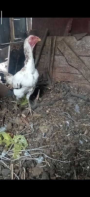 Птицы: Продаю Инкубационное яйцо Чисто кровных даканов разных пород: Китаец — 19