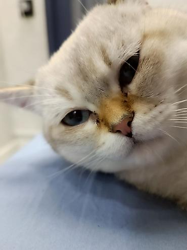 ragdoll pisik: Britan, Yaxşı əllərə — 3