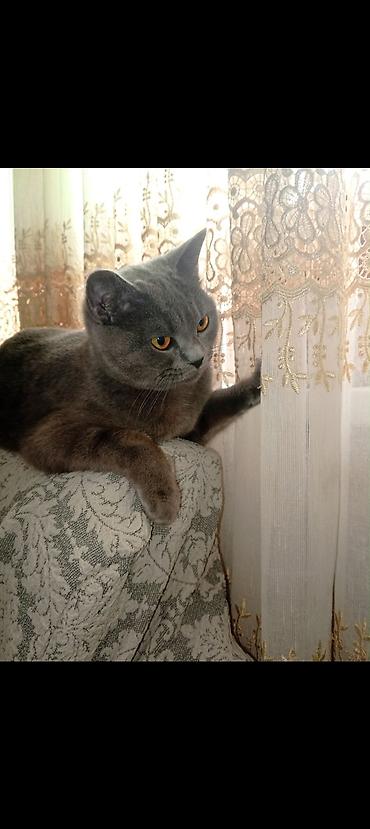 sotlanski pisik: Şotland, Dişi, Yaxşı əllərə, Ünvandan götürmə — 5