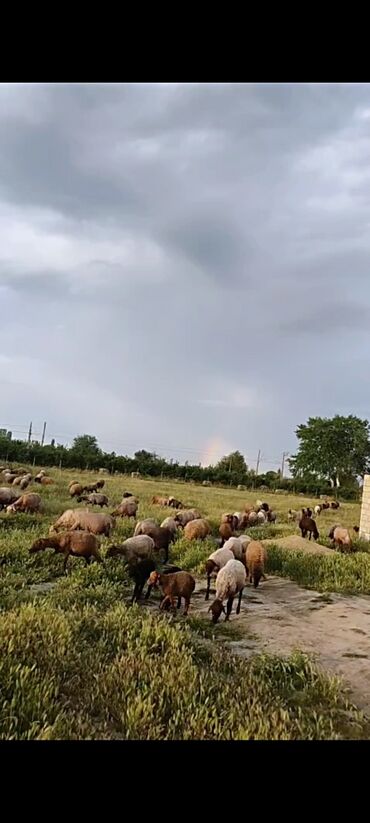 Qoyunlar, qoçlar: Erkək, il: 2, 12 kq, Damazlıq, Ətlik, Ünvandan götürmə