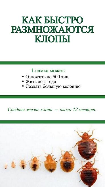 Дезинфекция, дезинсекция: Дезинфекция, дезинсекция, | Клопы, Блохи, Тараканы, | Транспорт, Офисы, Квартиры — 8