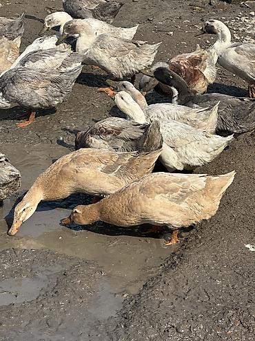 Другие животные: Утки молодые крупные 
Домашние — 10