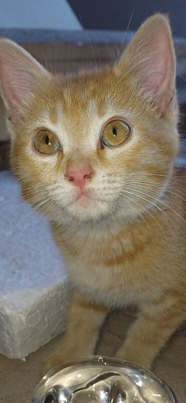 нужен котенок бесплатно: Уличный котенок.нужен дом.рыжая девочка.где то 2 месяца.цвет глаз