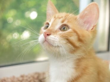 кот мальчик: Нужен рыжий котенок( мальчик) можно уличныйв хорошие руки!!!