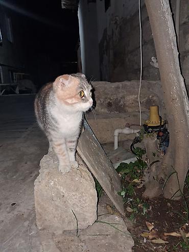 ev pişiyi: Şotland qıvrımqulaq (Scottish Fold) pişiyi - Cins: Scottish Fold — 1