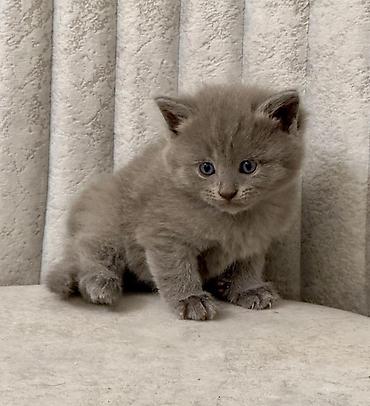 Pişiklər: Şotland — 5