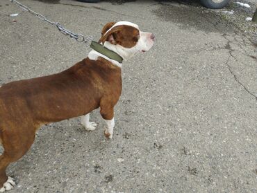Собаки: Чистый Питбул питбул кучукко алмашуу жолу менен