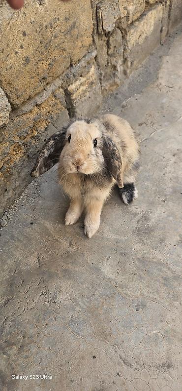 Кролики: Mini lop erkek cütğ hazırdı qiyməti 35 m ələ öyrəşib çox yaxşı — 1