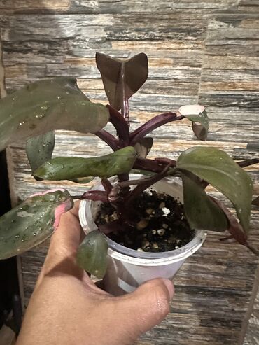 Другие комнатные растения: Комнатные растения — 16