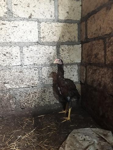 cücə və xoruz: Döyüşgən xoruz satılır.3 ay yarımlıqdı.3ay yarımlıq olduğuna — 2