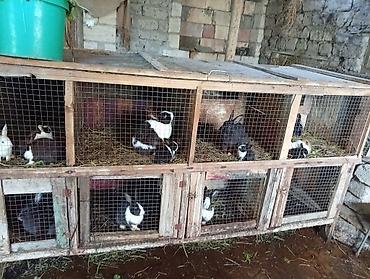 bakida cins ineklerin satisi: Doşnları satıram 11böyüg dovşanlar var 3 Erkey qalanı dişi ballarda — 2