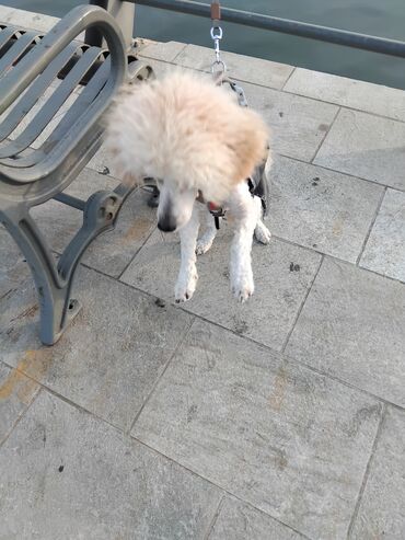 İtlər: Pudel — 36