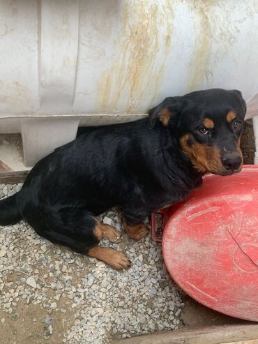 pudil iti: Rotveyler, 7 ay, Dişi, Peyvəndli, Ünvandan götürmə