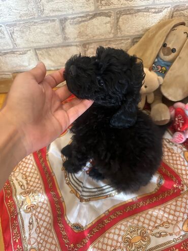 Akvariumlar: Şekilleri götürmeyin - Cins: Toy Pudel (mini) - Rəng: qara, ve