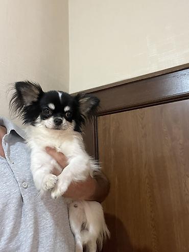 kaski itleri: Çixuahua, 9 ay, Erkək, Peyvəndli, Ödənişli çatdırılma — 8