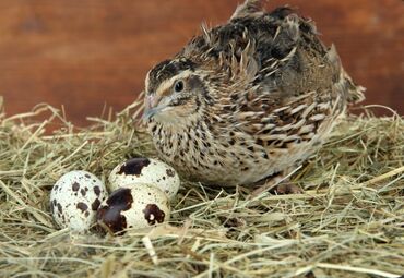 домашние птицы: Продаю | Цыплята, Инкубационные яйца | Домашняя | На забой, Для разведения, Несушки