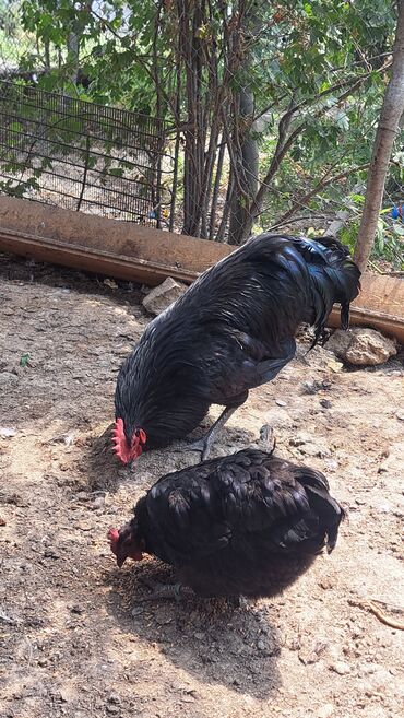 Toyuqlar: Toyuq, Australorp, Damazlıq, Pulsuz çatdırılma — 1