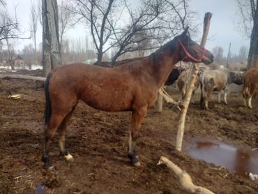 Лошади, кони: Продаю |