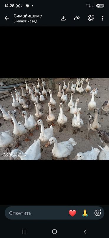 ordək necə gunə bala cixarir: Satılır: Qaz sürüsü - Cins: Yerli qarışıq (ağ və boz rənglər) - Say — 2