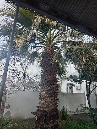 hilba bitkisi nedir: OSatılır: dekorativ Vasinqton palması (fan tipli yarpaqlar) - — 2