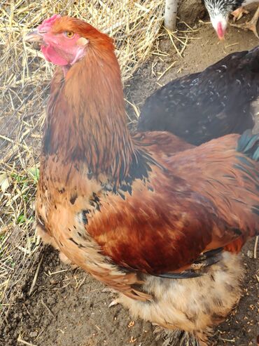 Xoruzlar: Xoruz, Brama, il: <1, Ünvandan götürmə — 8