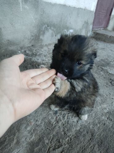 большая собака: Собака даром: Дворняжка, 1 месяц, Самец