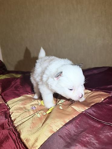 İtlər: Şpitz, 2 ay, Dişi — 10