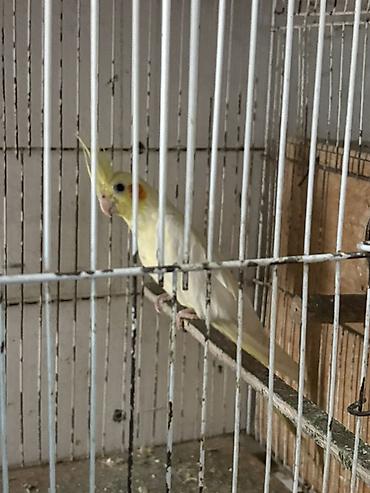 tutu quşu: Nymph paraket (cockatiel) – ağ-sarı rəng çaları, yanaqlarda narıncı — 1