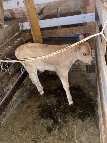 Коровы, быки: Продаю | Музоо, торпок | Алатауская | Для разведения | Племенные