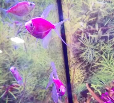 Balıqlar: Akvarium baliglarinin satiwi 🐬Ağ şəffav danio ve glofishler 0.40azn 🦈 — 4