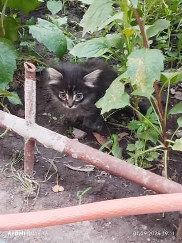 животных в добрые руки: Отдам котят добрые руки. Кушают всё,к лотку приучены. Мальчик 1