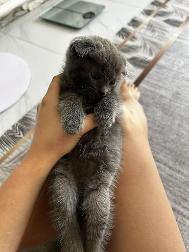 бенгалская кошка даром: Шотландский вислоухий котёнок (Scottish Fold) - Окрас: сплошной серый — 6