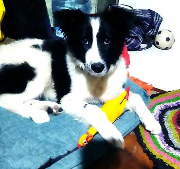 Отдам даром собаку: Собака даром: 5 месяцев, Самец, С прививкой — 1