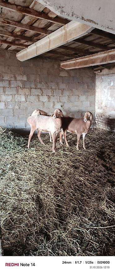 продажа кормов для сельскохозяйственных животных: Продаю | Овца (самка) | Арашан | Для разведения | Матка — 4